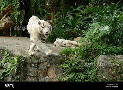 Singapore, Singapore Zoo, white tiger (or Bengal tiger Stock Photo - Alamy