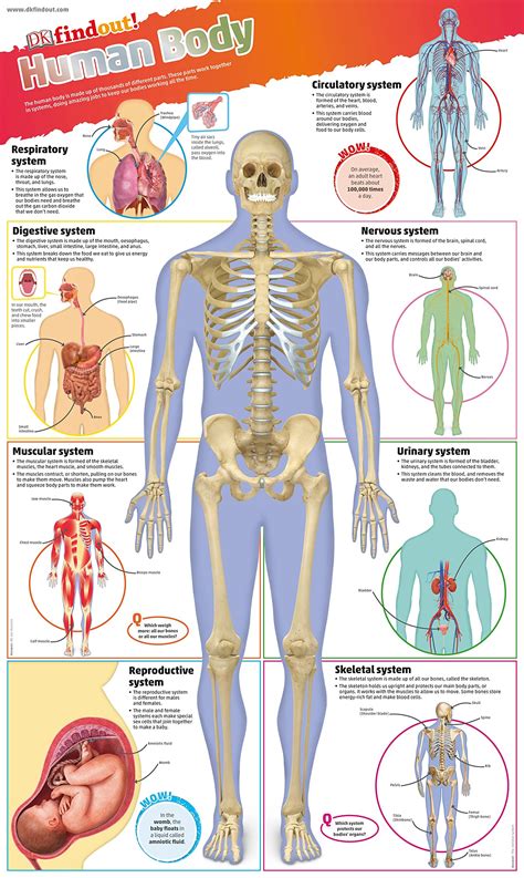 The Hips, Legs Feet Wall Chart (Human Body Chart) Both Side Hard Laminated (Size 48 X 73 Cm ...