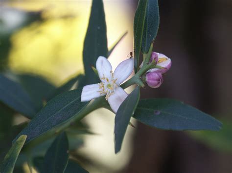 Citrus australis"Native Lime" - Paten Park Native Nursery