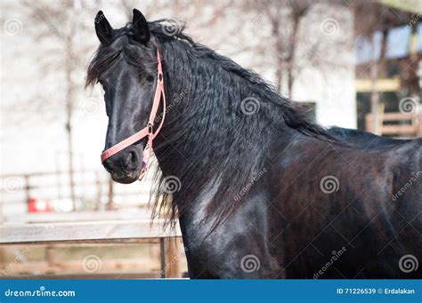 Black Friesian Horse stock image. Image of mammal, photographs - 71226539