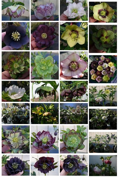 Hellebores | Flirty Fleurs The Florist Blog - Inspiration for Floral ...