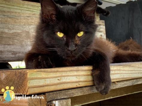 Feral Cats & Rabies – Florida's Forgotten Felines, Inc.