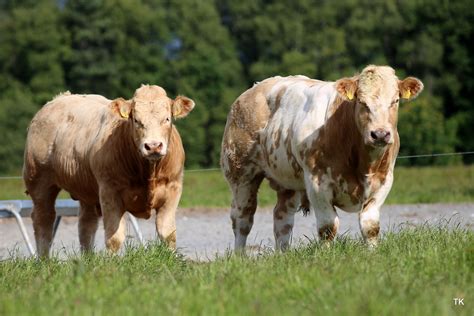 Charolais in Ireland – Irish Charolais Cattle Society