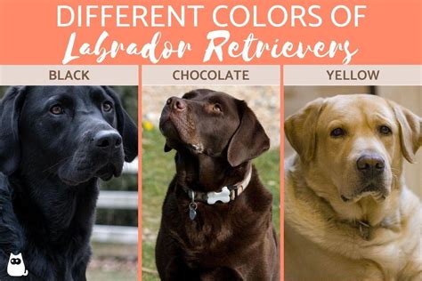 The Different Labrador Retriever Colors - Complete Color Types with Photos