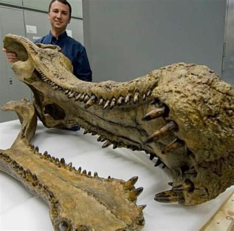 69 best Sarcosuchus images on Pholder | Naturewasmetal, Dinosaurs and Jurassicworldevo