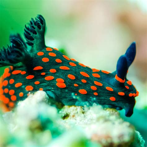 Nudibranch Sea Slug