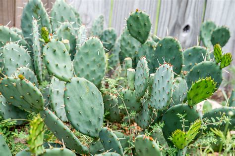 Growing and Caring for an Eastern Prickly Pear Cactus | Prickly pear ...