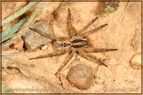 Lycosa tarantula (Linnaeus, 1758) – ArachnoPhoto