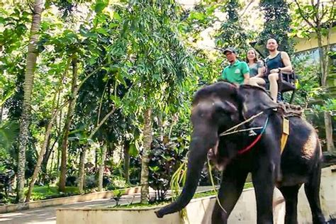 Elephant Ride Bali - Experience Bali with the Best Tour Packages from Local Experts