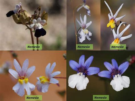 Factsheet -Scrophulariaceae