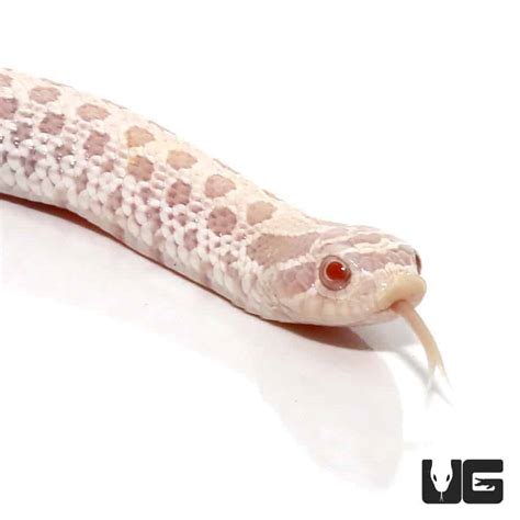 Baby Snow Western Hognose Snakes (Heterodon nasicus) For Sale ...