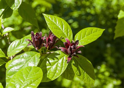 Carolina Allspice Shrub