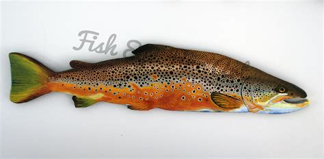 Spawning Male Brown Trout