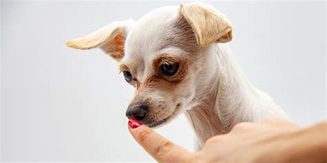 Teaching Your Chihuahua Successfully - Chihuahua Training Tips