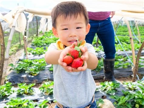 Strawberry Picking in Baguio | Sheena Loves Sunsets