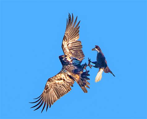 Golden Eagle Vs. Bald Eagle | photoartflight