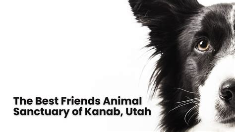 The Best Friends Animal Sanctuary of Kanab, Utah