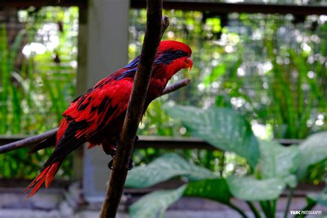 KL Bird Park Half Day Tour, Free Roaming Birds | IvanYolo