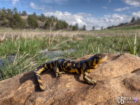 Barred Tiger Salamander in Habitat - Wildernessshots Photography