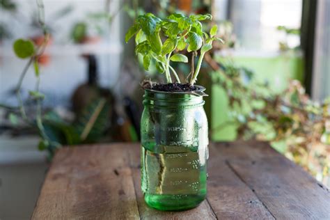 How to create a DIY self-watering planter for the home — HOMESTEAD BROOKLYN