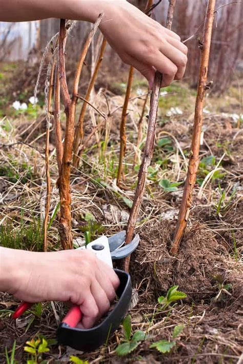 How To Prune Raspberries For A Bumper Harvest Year After Year | Raspberry plants, Growing ...