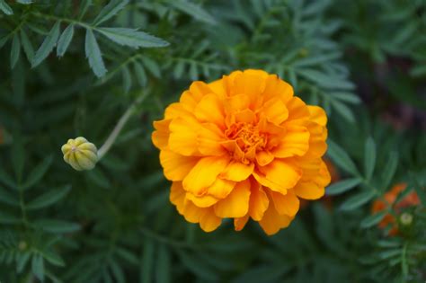 Marigolds: How to Plant, Grow, and Care for Marigold Flowers | The Old ...