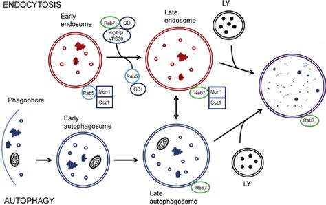 Endosome maturation, autophagosome formation, and fusion with lysosome ...