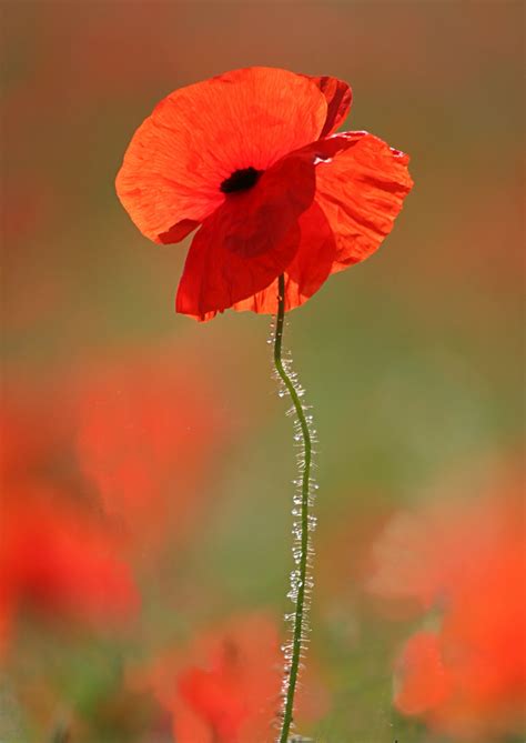 Norfolk Poppy | Single poppy flower in a field at Castle Acr… | Flickr