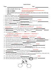 Snurfle Meiosis Worksheet Answer Key Page 2 / Homeostasis Virtual Lab Answer Key - In the ...