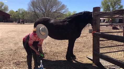 Horse Grooming Tip - YouTube