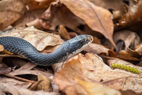 North Carolina Snakes Identification Guide (+ Pics & FAQs!)