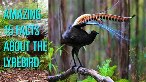 15 Facts about the Lyrebird | What is a bird, Facts, Loud noises