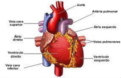 ANATOMIA DO SISTEMA CARDIOVASCULAR(FISIOLOGIA DO EXERCICIO SISTEMA CARDIACO - brainly.com.br