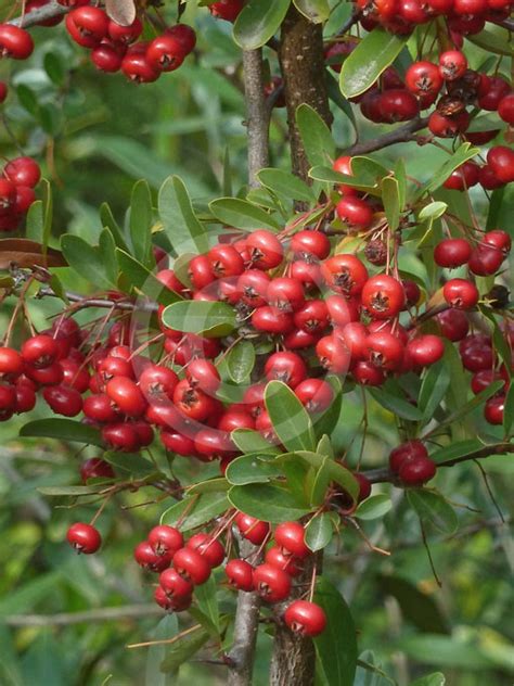 Pyracantha fortuneana | Chinese Firethorn, Broad Leaf Firethorn information & photos