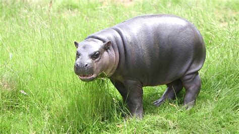 Baby pygmy hippo is enjoying the sun! - YouTube