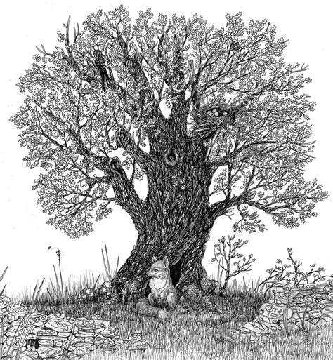 Oak Tree Line Drawing at PaintingValley.com | Explore collection of Oak Tree Line Drawing