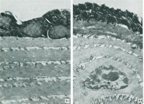 Permeability to horseradish peroxidase is limited to one outer layer ...