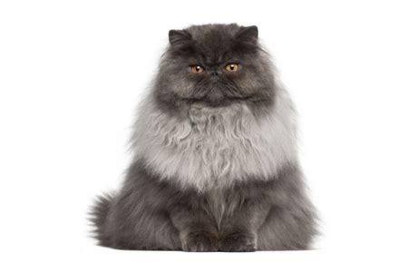 Persian Cat Guide - Breed Personality & Health | Canna-Pet®