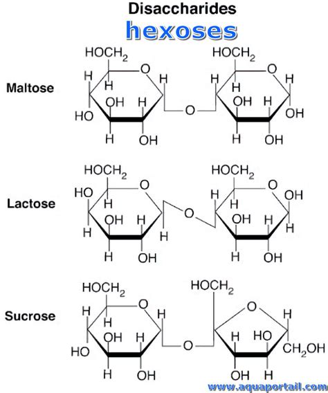 Hexose : définition et explications