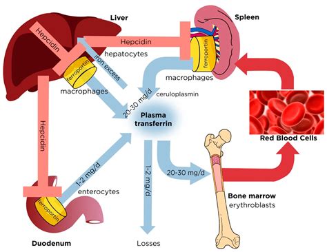 Antioxidants | Free Full-Text | Dysregulated Iron Homeostasis as Common ...