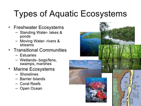 We are scientists!: 5.4. Aquatic Ecosystems