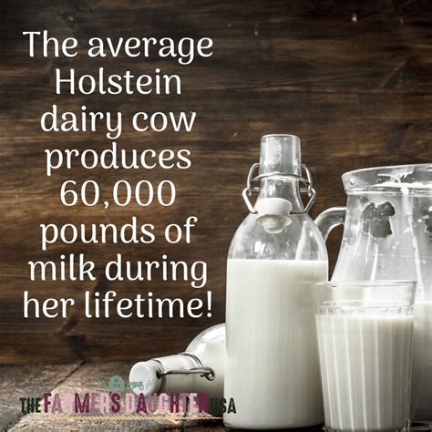 Average Holstein Milk Production - The Farmer's Daughter USA