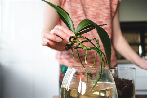 Orchid Care for Beginners: Complete 10-Step Guide to Growing Orchids