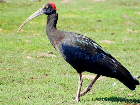 Conservation of Endangered Species : Red naped Ibis or Black Ibis ...