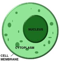 Cytoplasm - Bethopedia