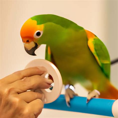 Parrot Training: Why It's Important and How to Get Started