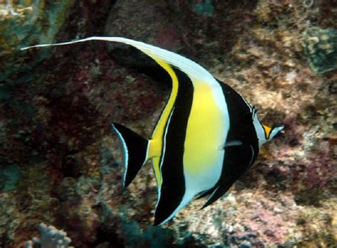 Moorish Idol: Facts, Lifespan, Care, Feeding, & Breeding - AllPetsDirectory