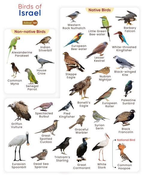 List of Birds Found in Israel with Pictures