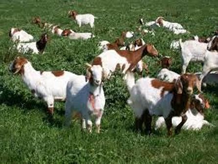 Goats for Sale Texas | Goats for Sale | Texas