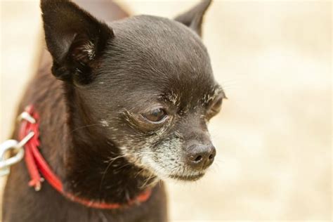 Chihuahua Old Age - Pets Lovers